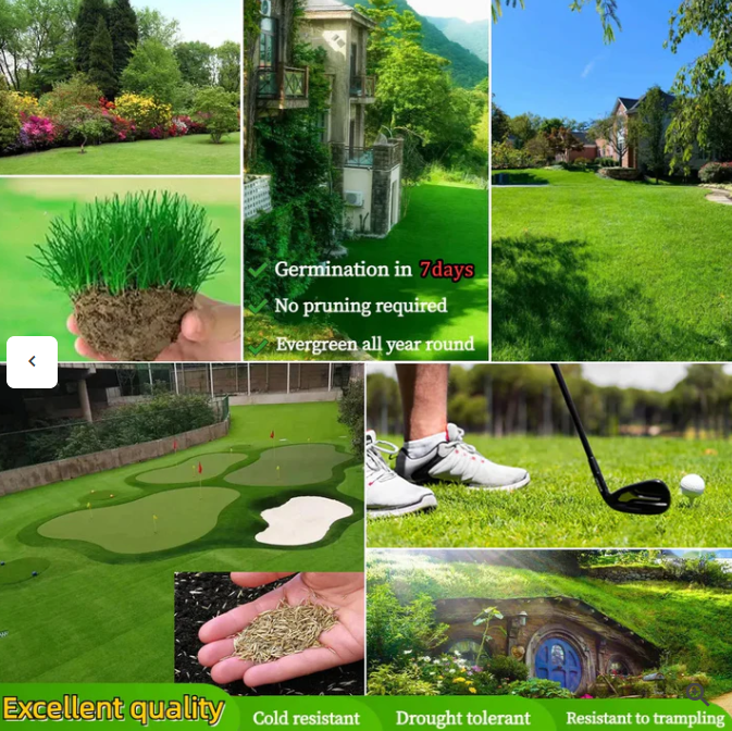 Evergreen Lawn Dwarf Grass Seeds™