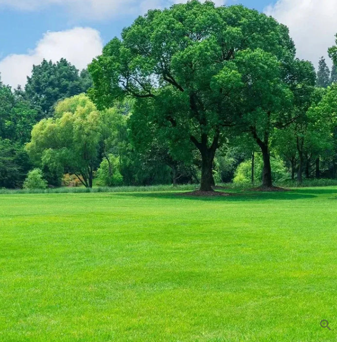 Evergreen Lawn Dwarf Grass Seeds™