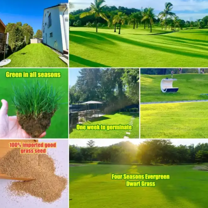 Evergreen Lawn Dwarf Grass Seeds™