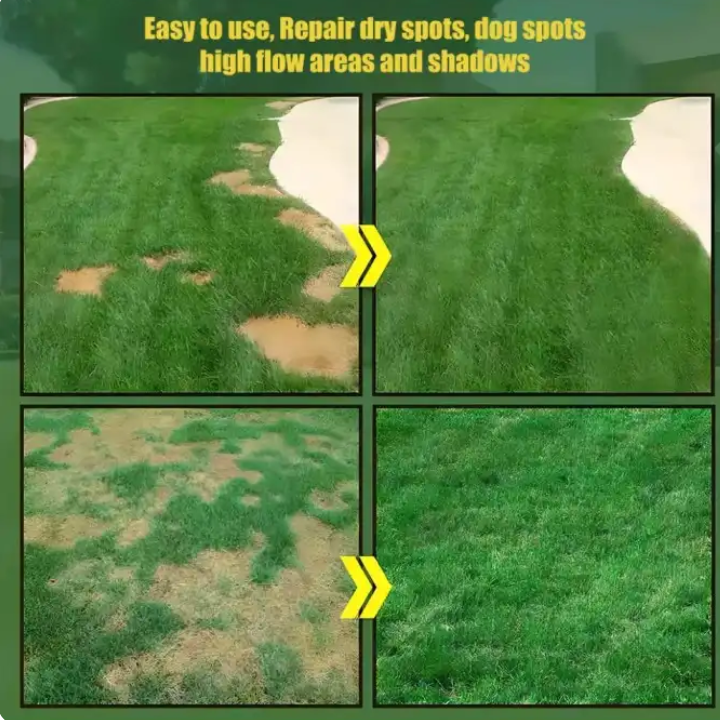 Evergreen Lawn Dwarf Grass Seeds™